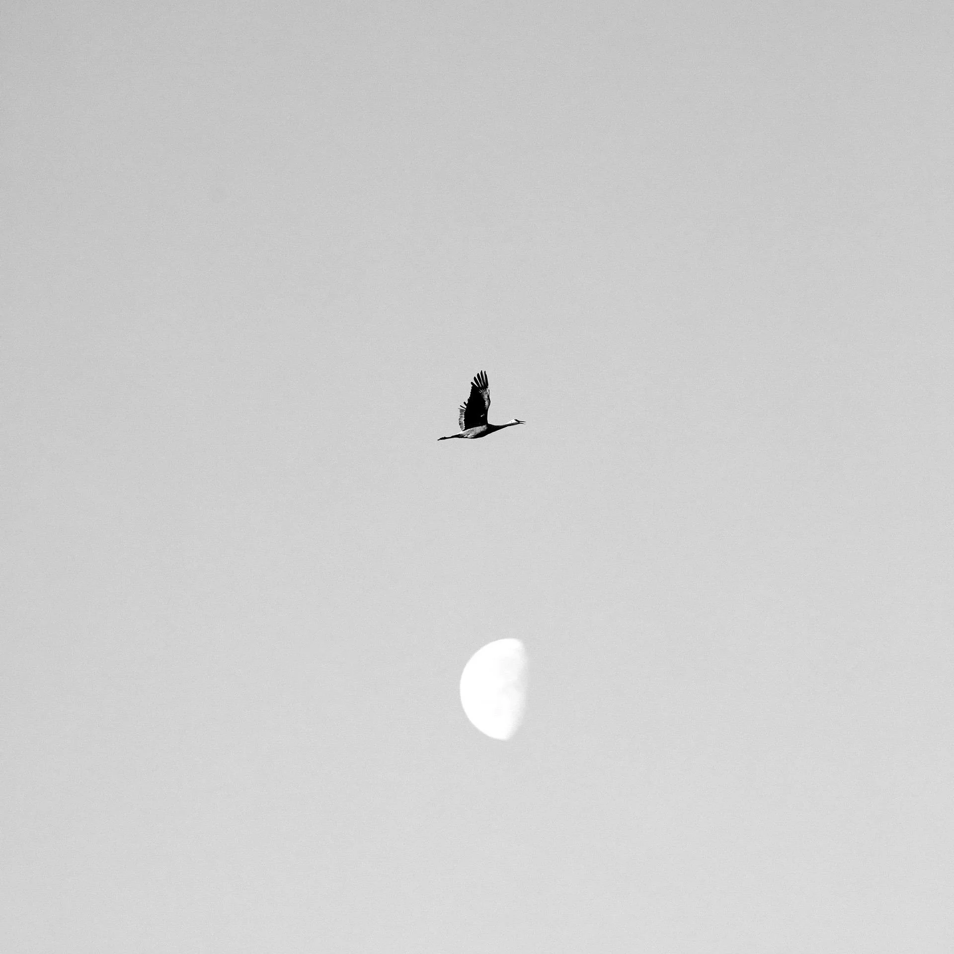 RSG_SS2026_Feinstein - Mark Tindle.jpg