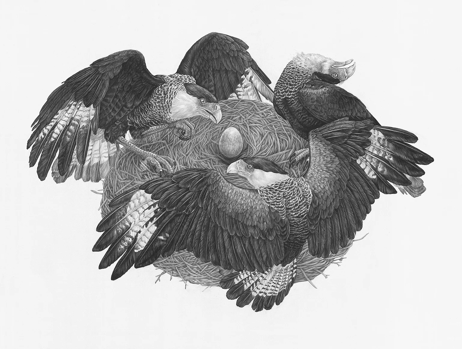 Crested Caracara