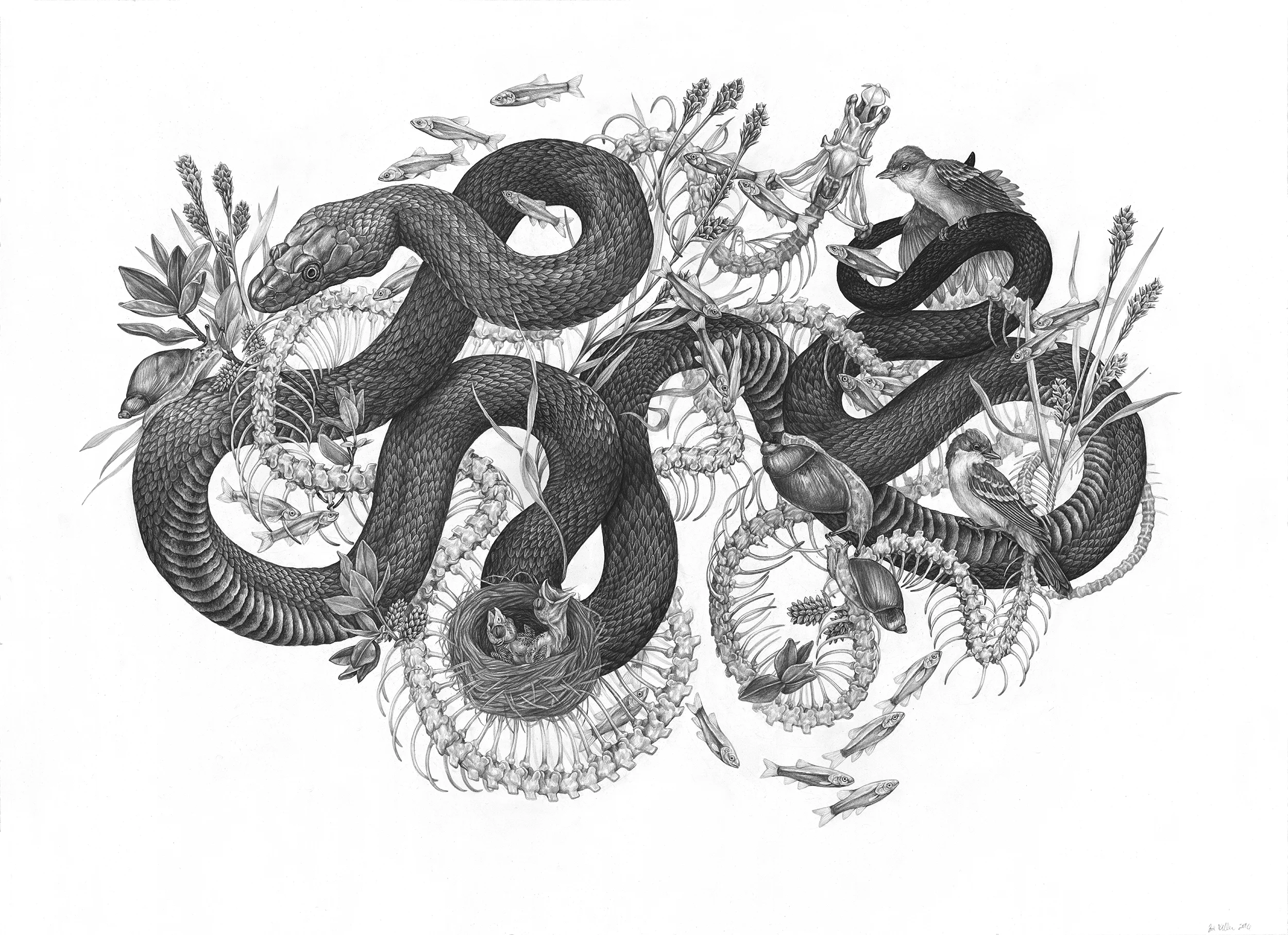 Riparian , Graphite on Paper, 2016, 36" x 26" 
