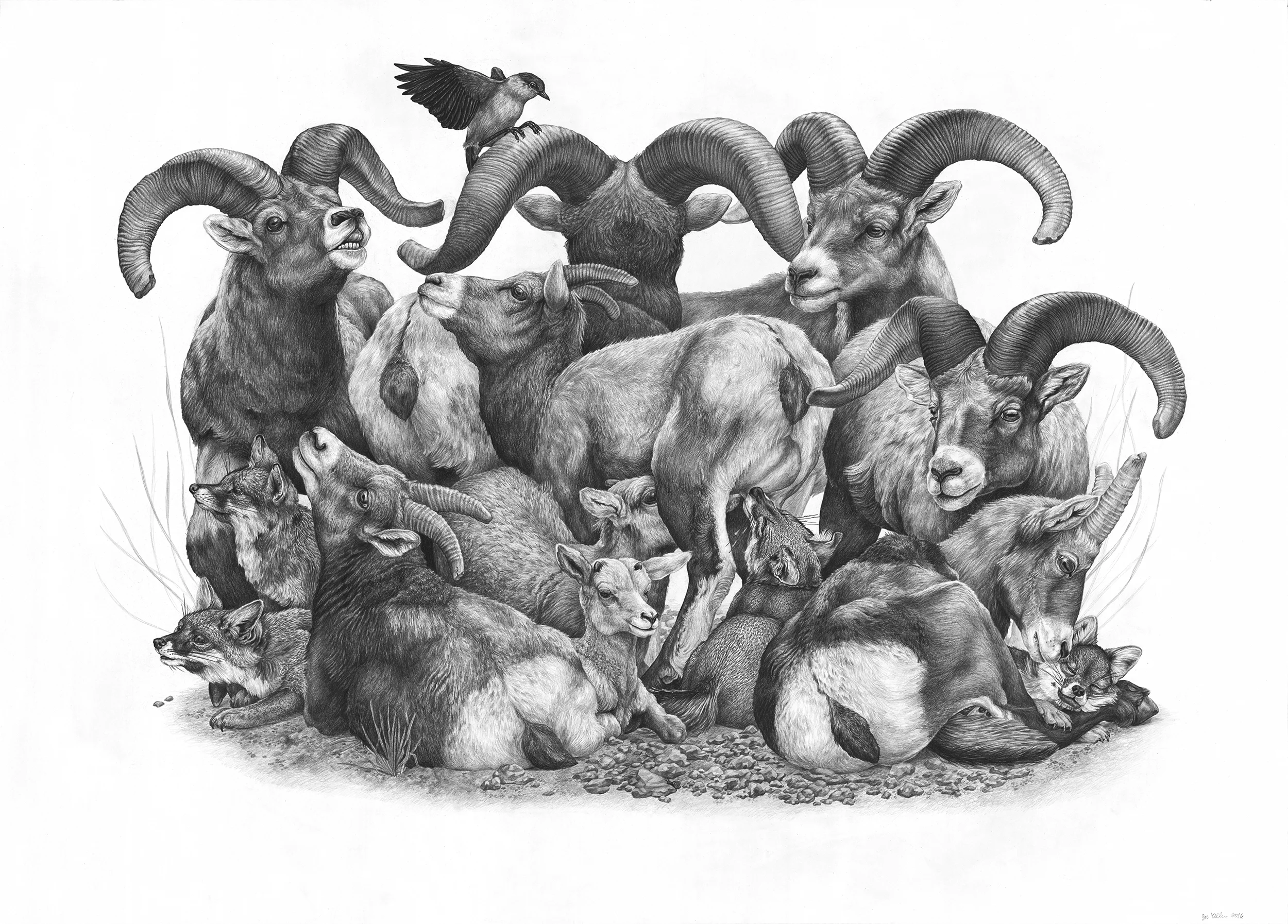 Prey , Graphite on Paper, 2016, 42" x 30" Now in the Permanent Collection of the National Museum of Wildlife Art