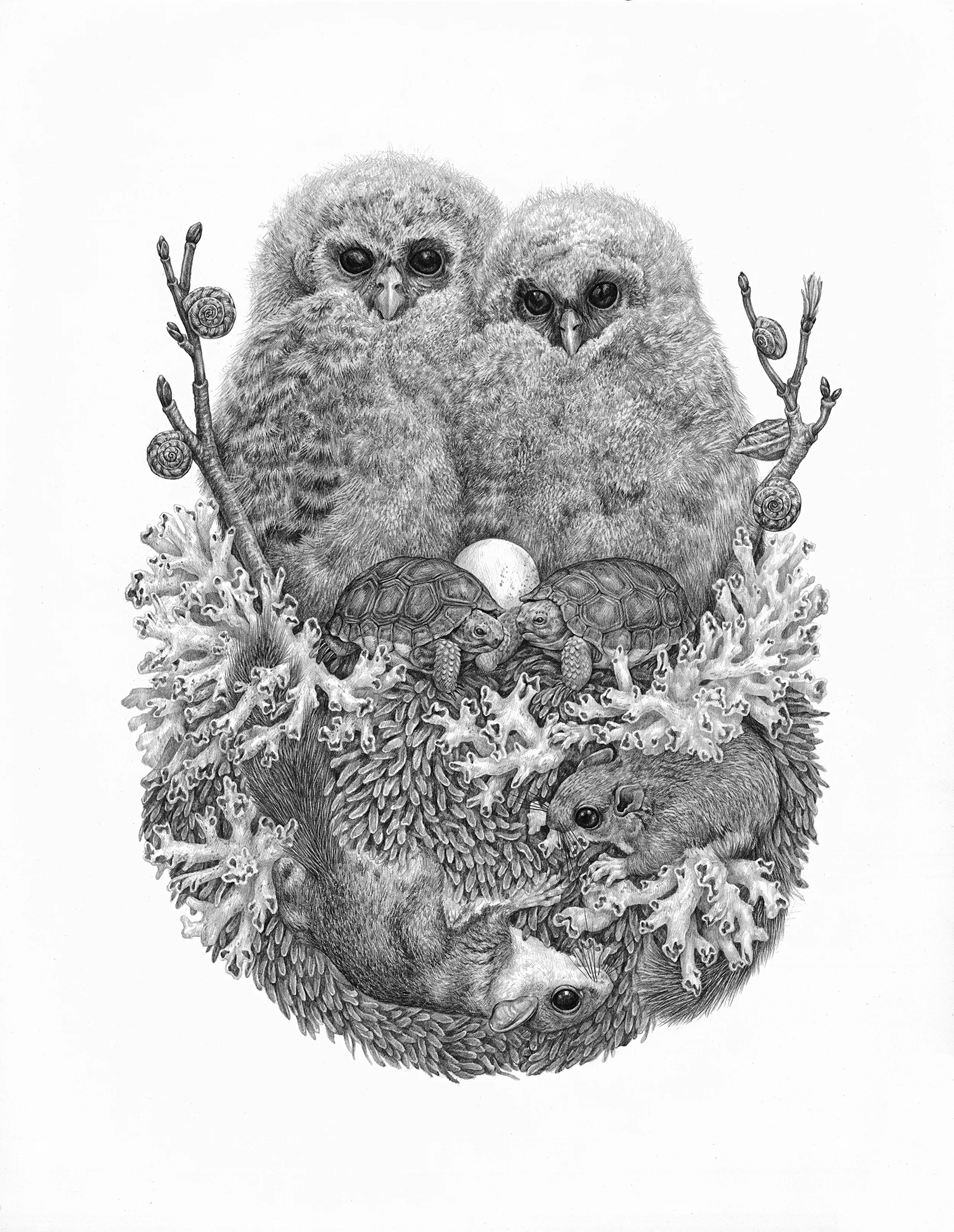 Lichens , Graphite on Paper, 2016, 14" x 18"