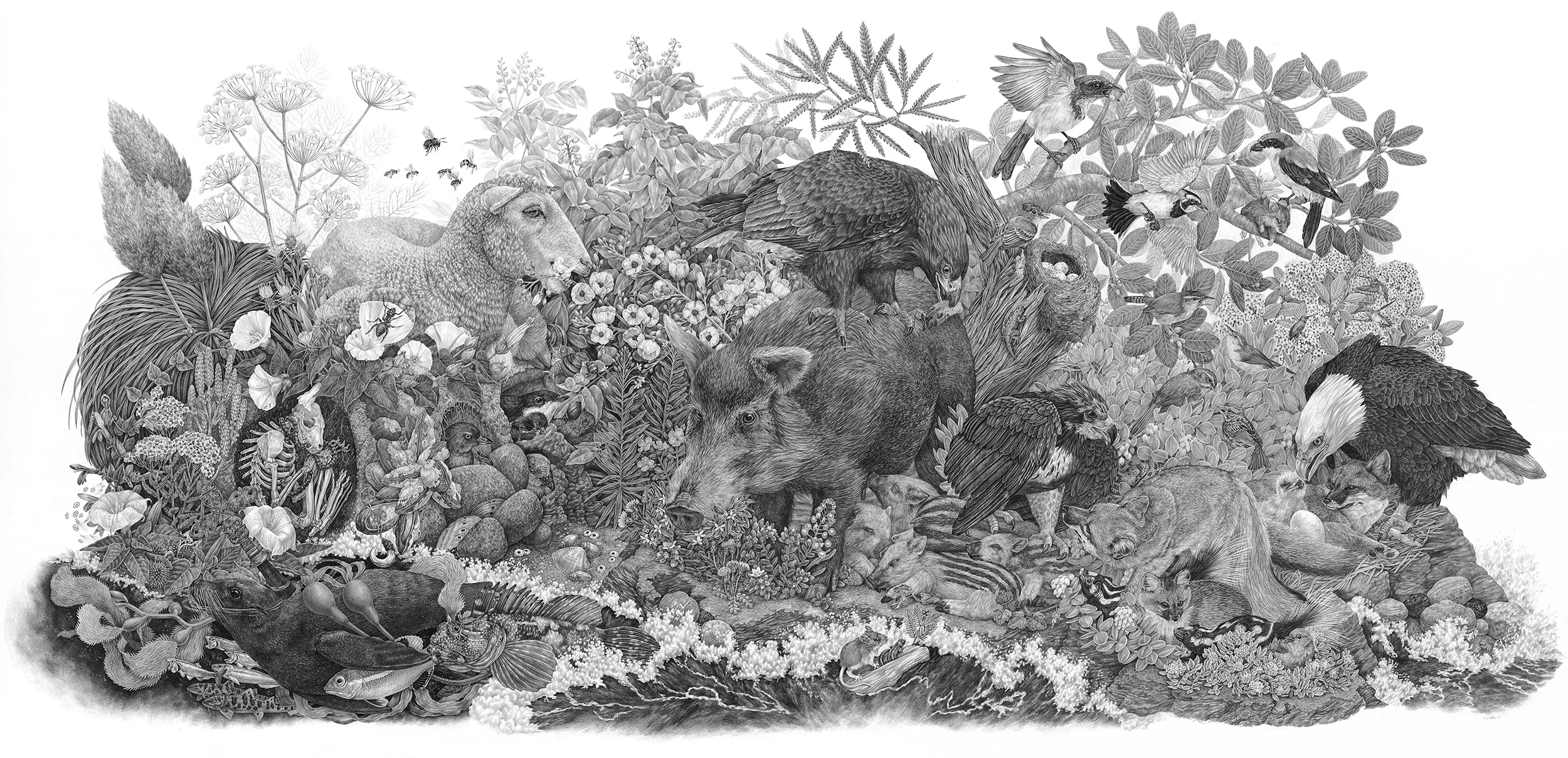 Limuw | Santa Cruz Island, 7.5' x 4', Graphite on Paper, 2017 Click here to purchase through Antler Gallery Details below