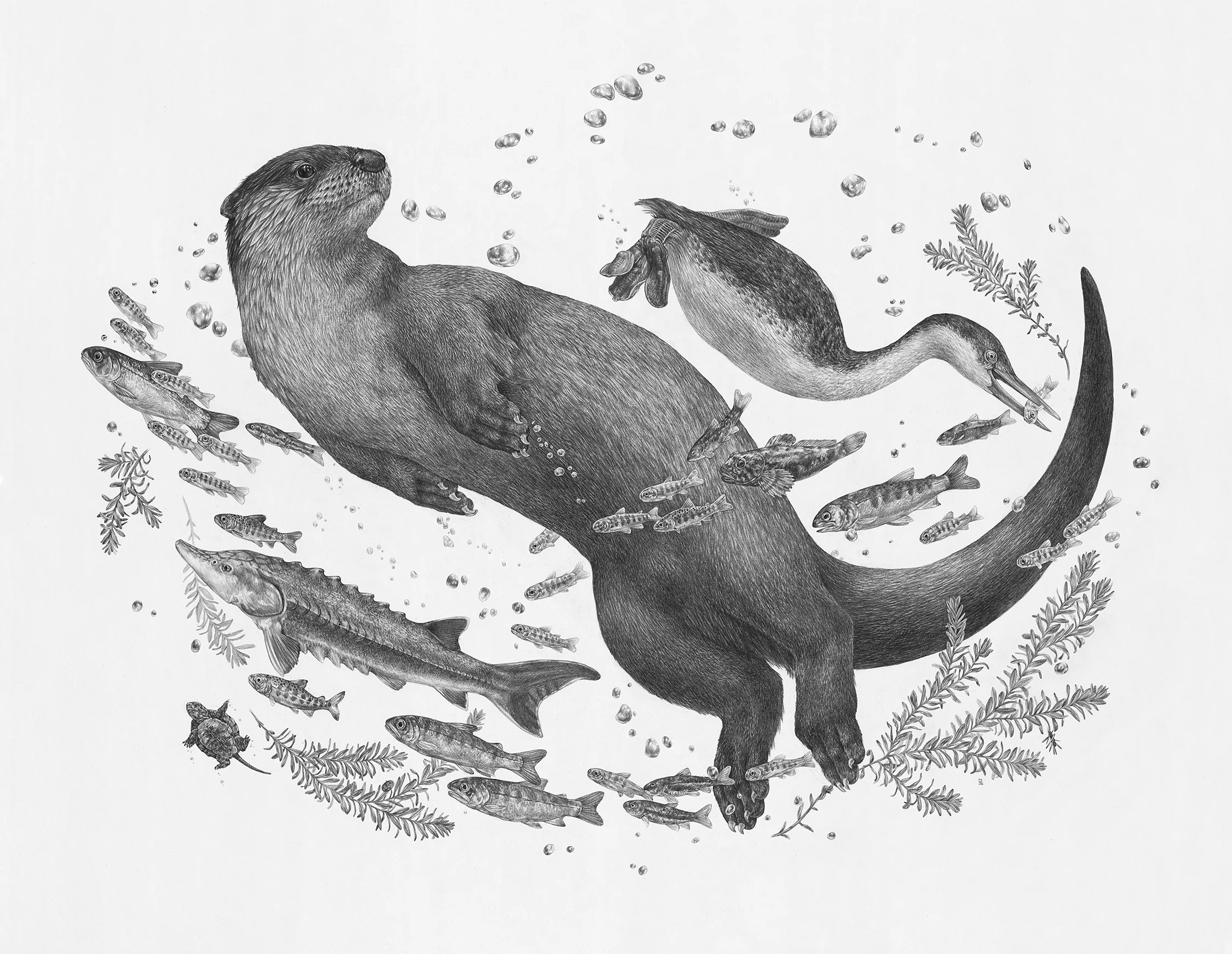 River Otter, 36" x 28", Graphite on paper, 2018 Click here to purchase through Antler Gallery