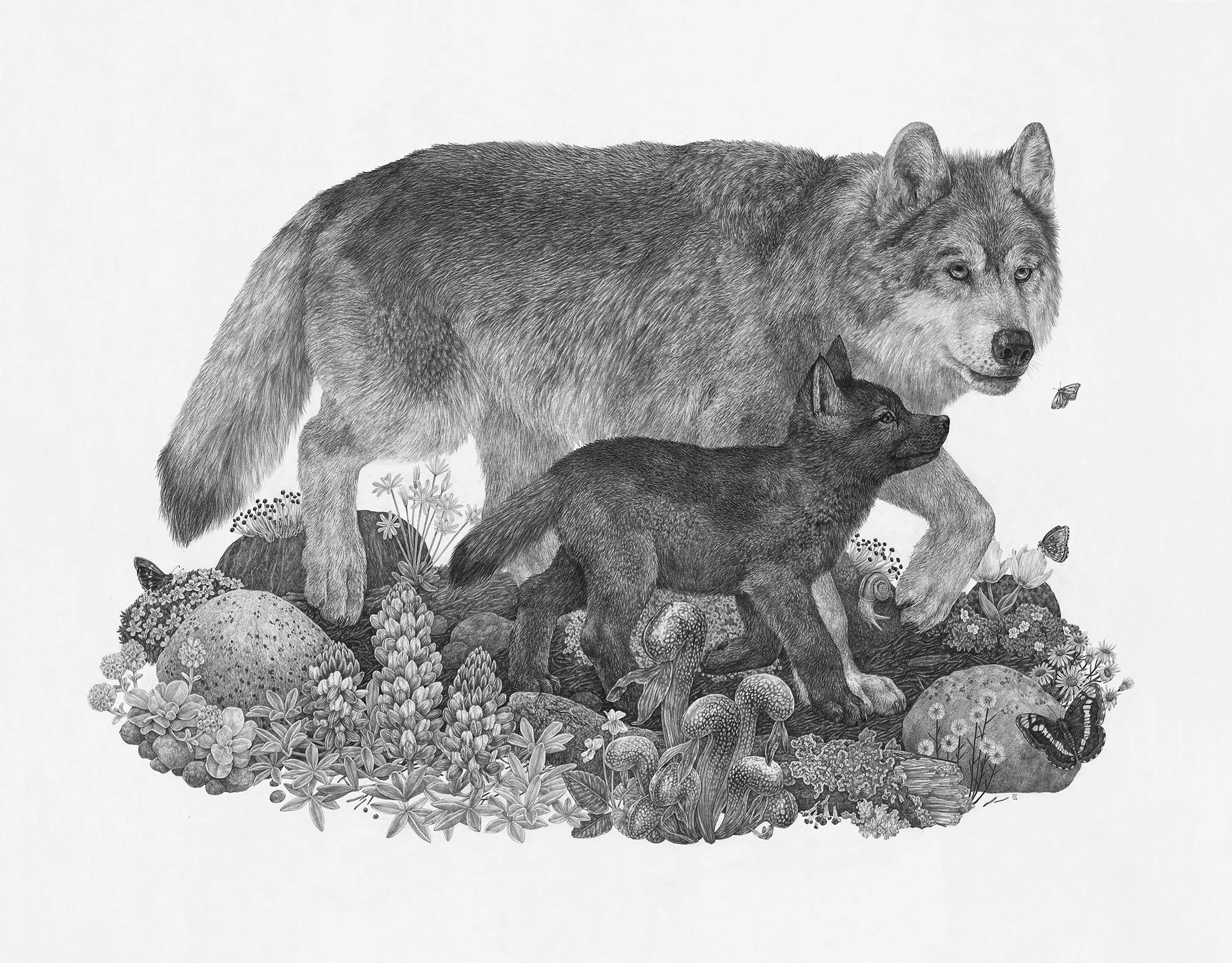 Wolf, 36" x 28", Graphite on paper, 2018