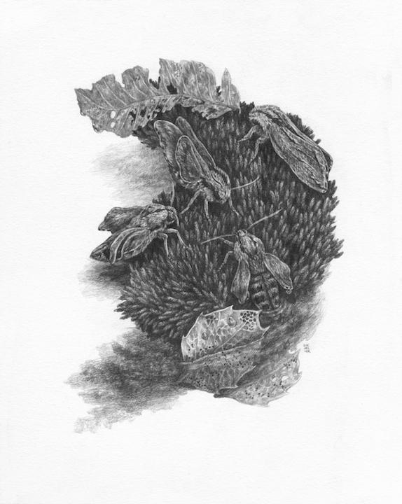 UNFURL ORIGINAL DRAWING | $225 Buy Now From Antler Gallery