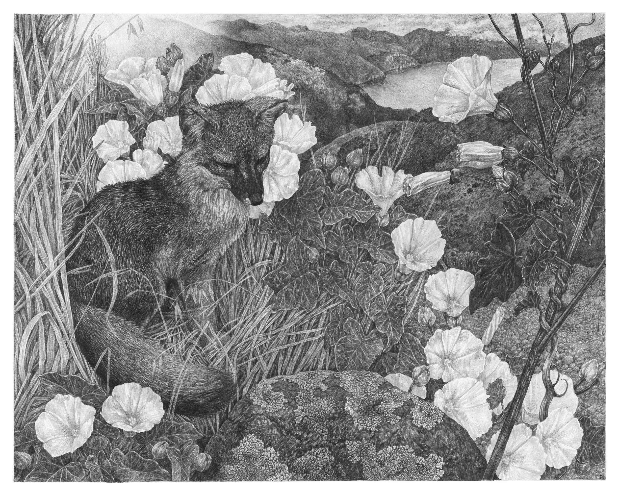 Zoe Keller - Santa Cruz Island Fox.jpeg