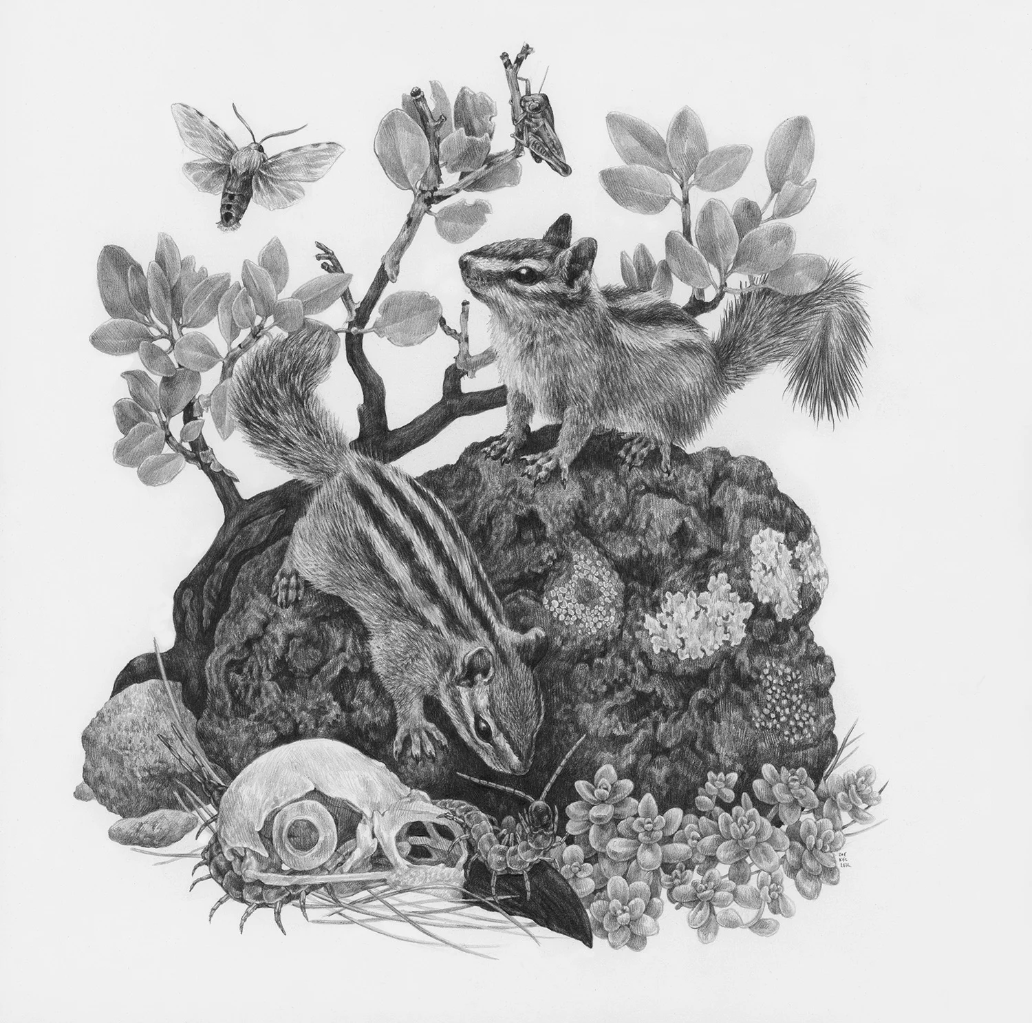 Angel’s Landing, 12" x 12", Graphite on paper, 2019 Click here to purchase through Antler Gallery SPECIES DEPICTED Cliff Chipmunk, Edward's Glassy-winged Moth, Giant Desert Centipede, Greenleaf Manzanita, observed but unidentified grasshopper and succulent