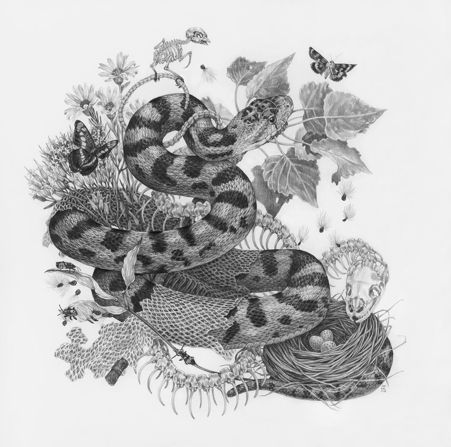Pa’Rus, 12" x 12", Graphite on paper, 2019 Sold SPECIES DEPICTED Gopher Snake, Arizona Sister butterfly, Junco nest, Apholibah Underwing Moth, Large Milkweed Bug, Small Milkweed Bug nymph, Fremont Cottonwood leaves, observed but unidentified wildflowers