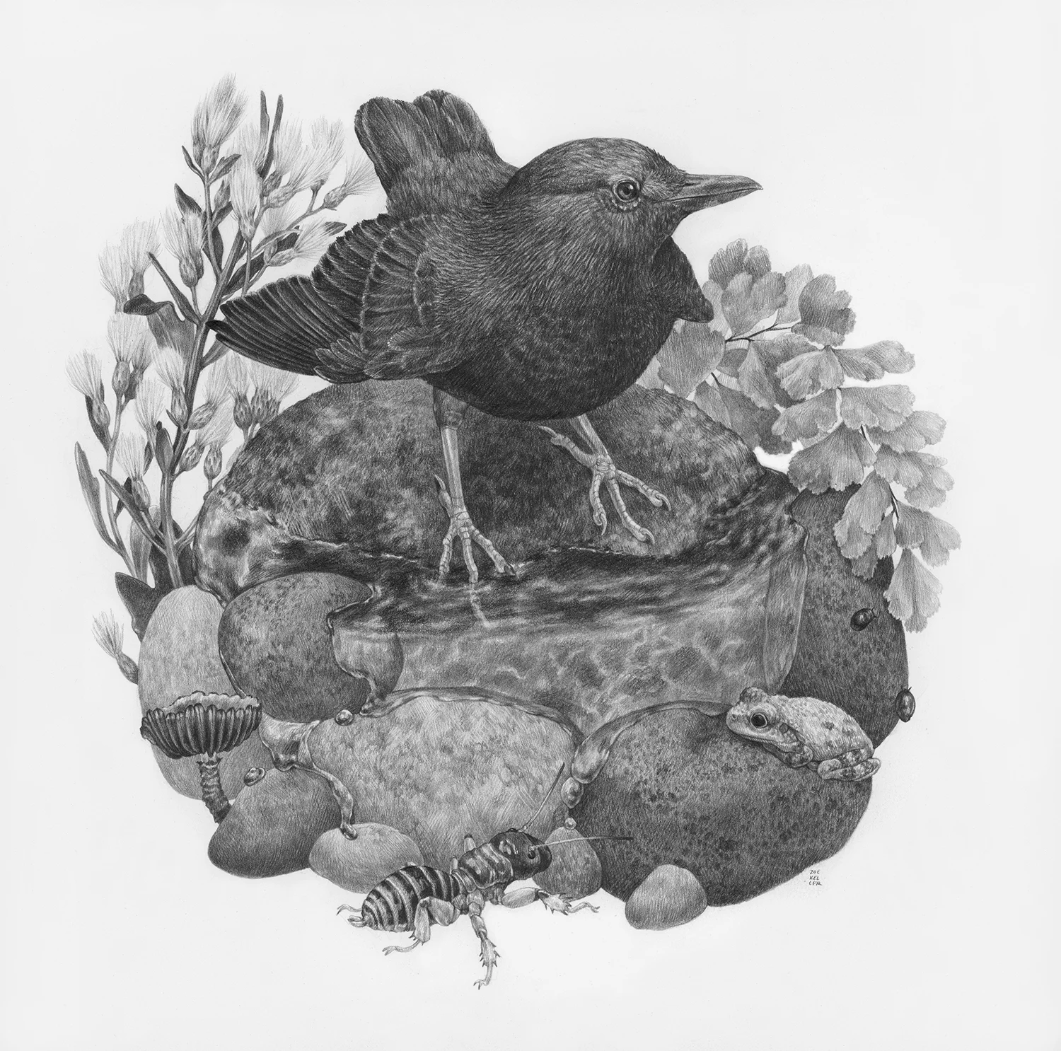 Riverside Walk, 12" x 12", Graphite on paper, 2019 Click here to purchase through Antler Gallery SPECIES DEPICTED American Dipper, Canyon Tree Frog, Jerusalem Cricket, Maidenhair Fern, Coyote Bush, and a small unidentified gilled mushroom