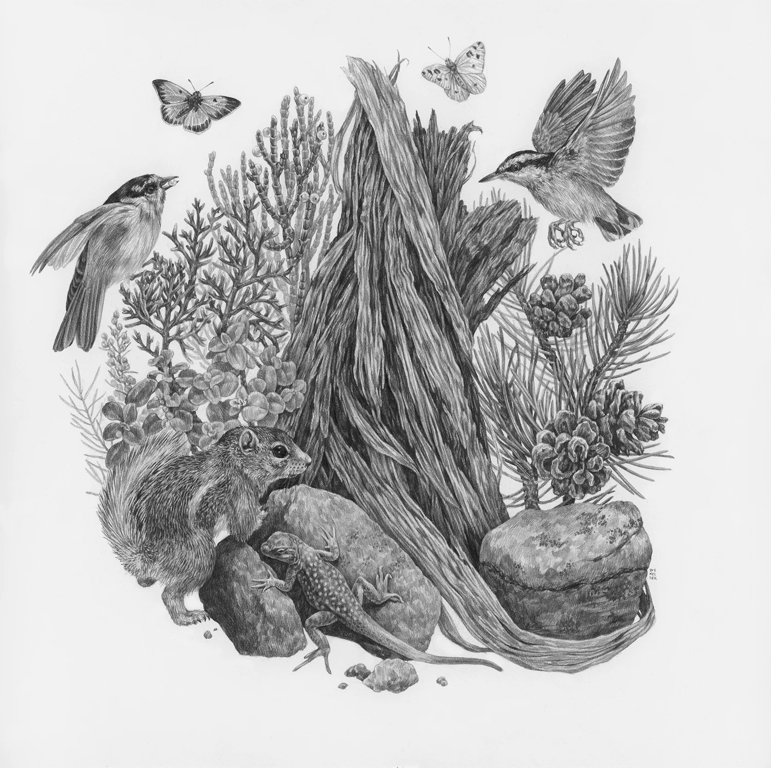 The Watchman, 12" x 12", Graphite on paper, 2019 Click here to purchase through Antler Gallery SPECIES DEPICTED White-tailed antelope squirrel, Chickadee, Red-breasted Nuthatch, Singleleaf Pine, Juniper, Roundleaf Buffaloberry, observed but unidentified lizard and butterflies