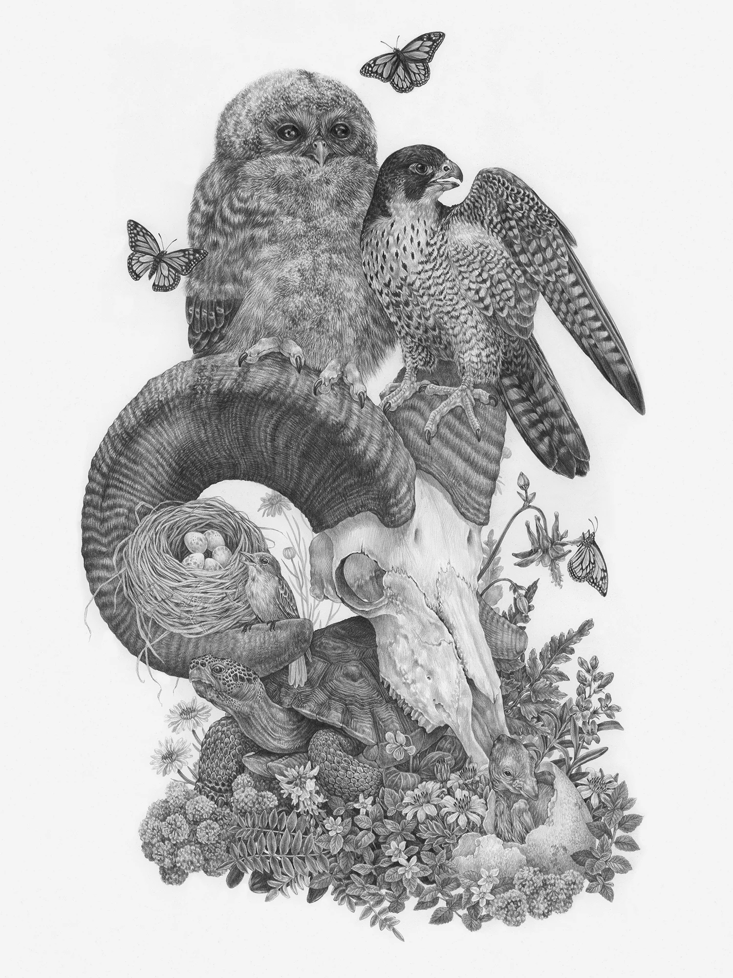 On The Brink, 18” x 24”, Graphite on paper, 2019 Sold SPECIES DEPICTED Species that were once, or still are at risk within Zion National Park: Mexican Spotted Owlet, Peregrine Falcon, Condor hatchling, Southwestern Willow Flycatcher, Mojave Desert Tortoise, Monarch Butterflies, and nine sensitive plant species.