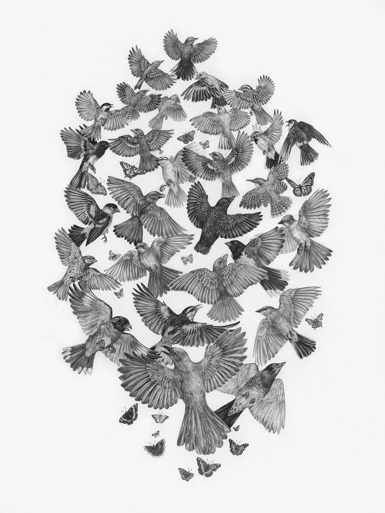 Common Songbirds and Butterflies of Zion National Park, 18” x 24”, Graphite on paper, 2019 Sold SPECIES DEPICTED Twenty-eight bird species and sixteen butterfly species commonly found in Zion National Park.