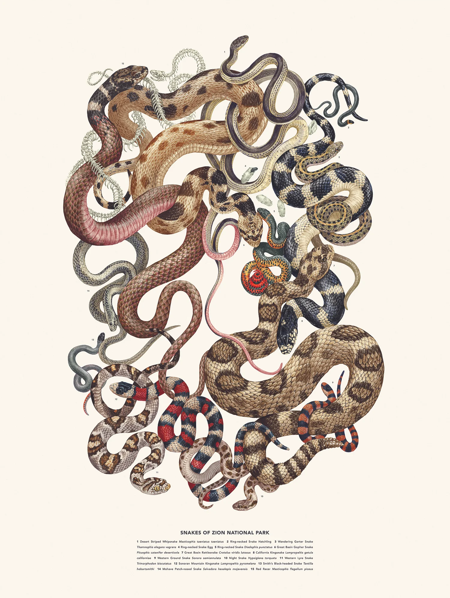 Posters - Snakes.jpg