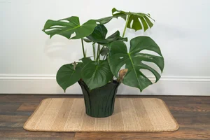 Monstera Deliciosa  ADALID LOPEZ