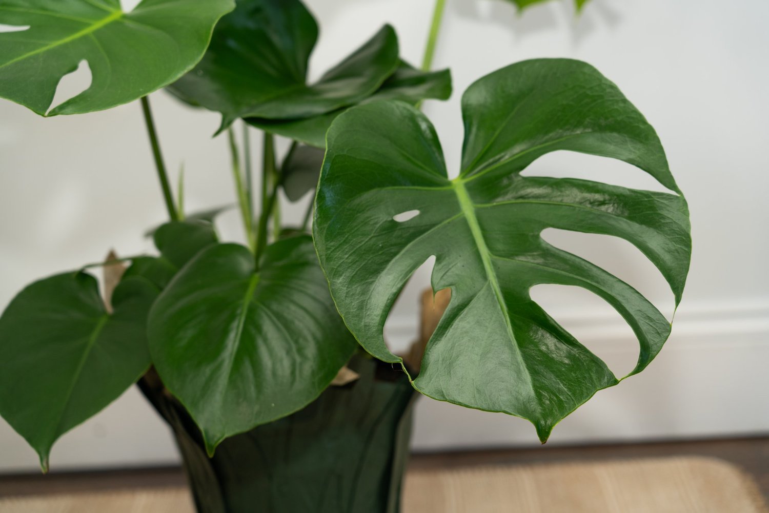 Monstera Deliciosa  ADALID LOPEZ