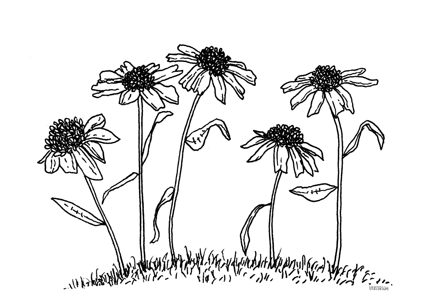 Wildflowers.jpg