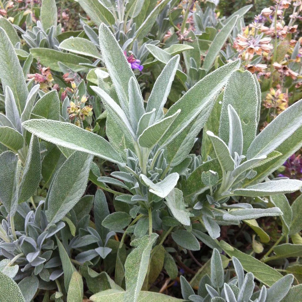 Sage