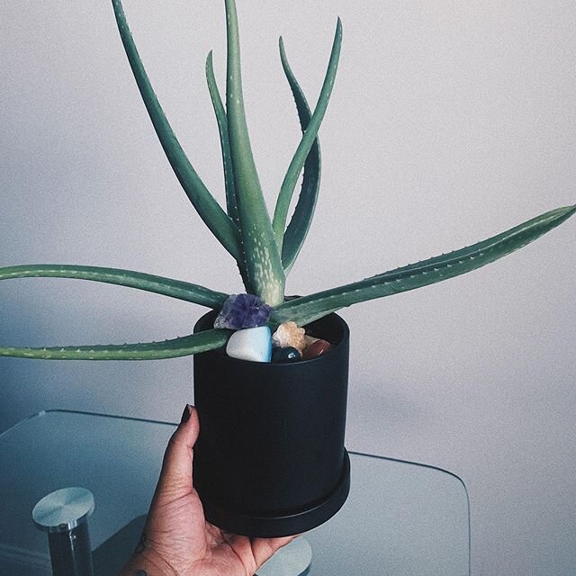 Day 3: Post Your Favorite Plant or Crystal. My wild aloe plant Loe. 💎 The second picture was when I first brought it. I always keep crystals in my plants so this post was fun. @meetpepperb #bhealedathome @auguslynhealing #plants #aloe #medicinalplan