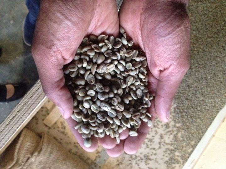 Hands of Mike Mammao. Ethiopian Coffee Exporter, Addis Exports, Photo by Simran Sethi