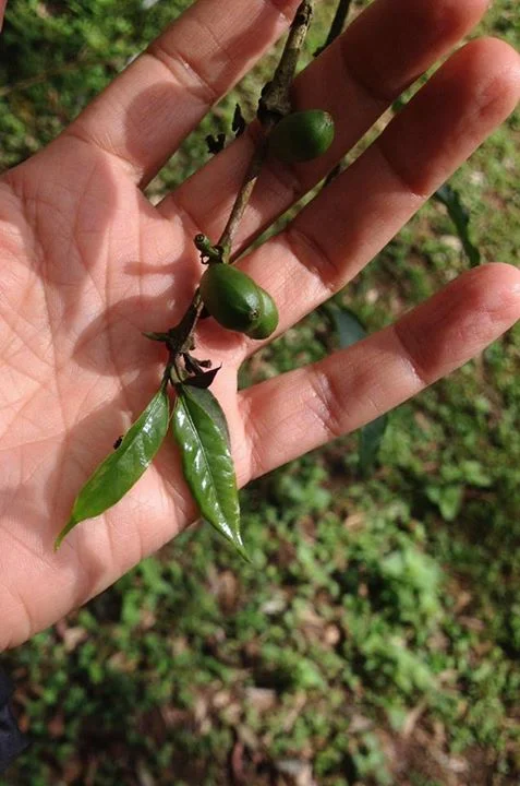Simran in coffee forest, Kaffa, Ethiopia, Photo by Simran Sethi