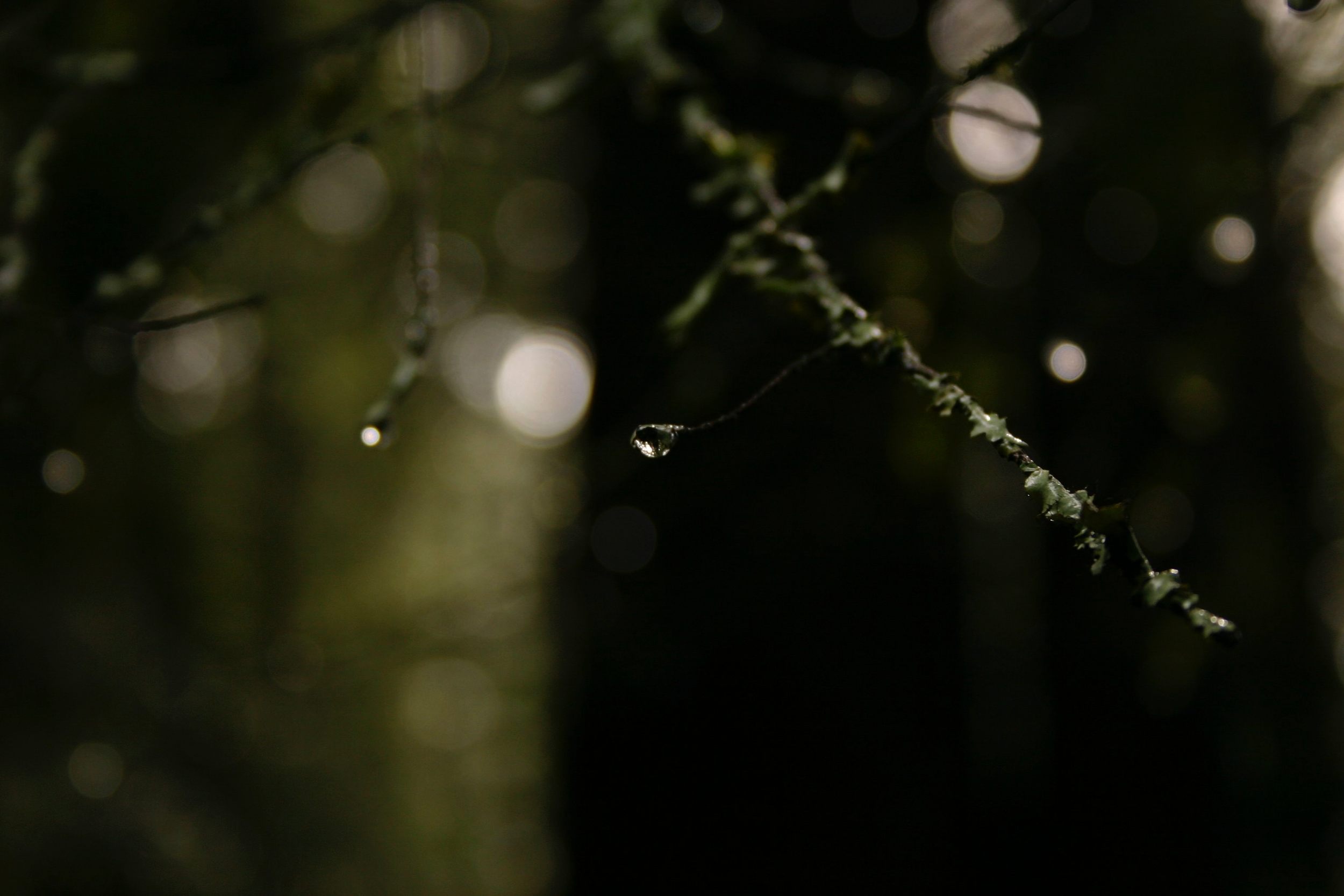 forest07.png