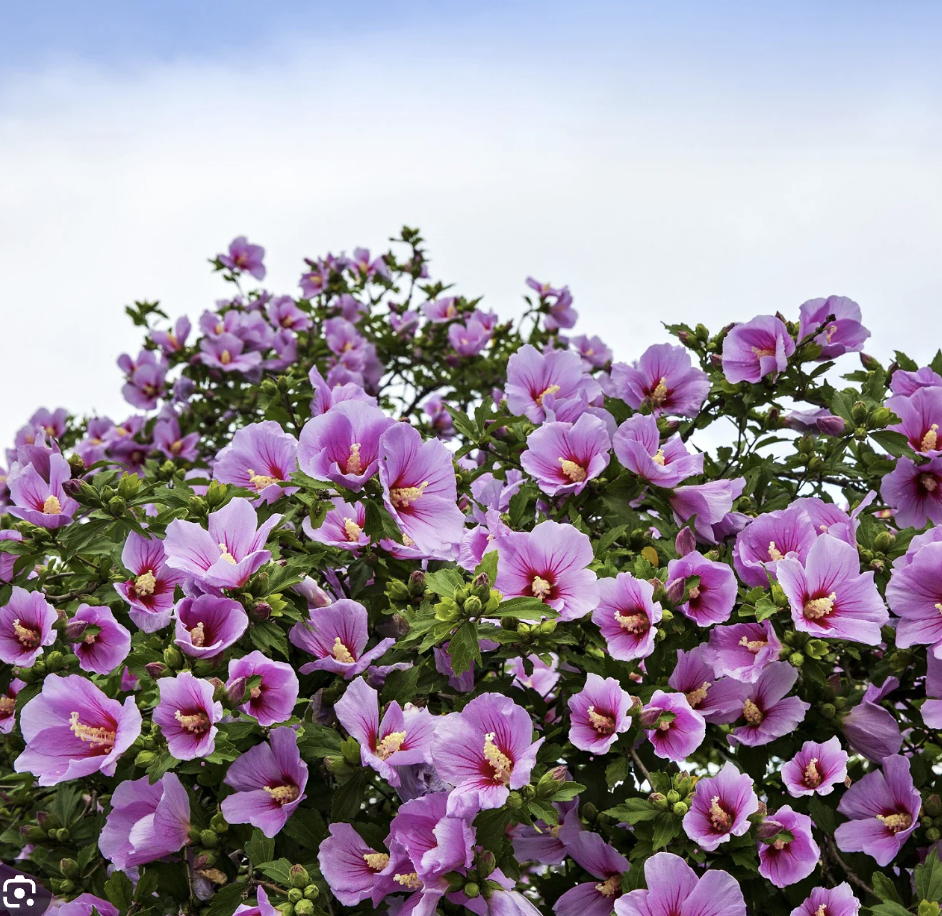 Screenshot 2025-04-20 at 11.19.29.png