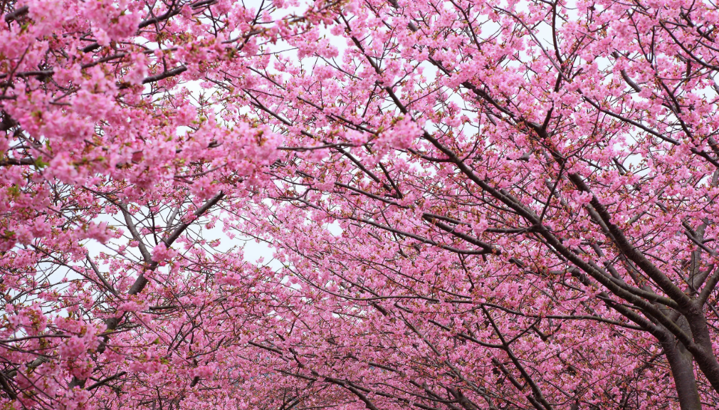 Screenshot 2025-04-20 at 11.20.17.png