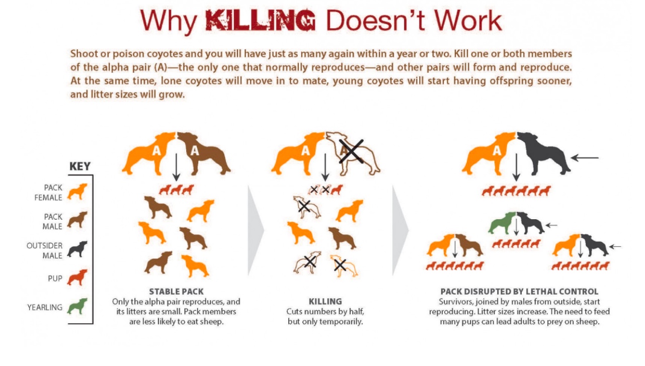 Why Killing Doesn't Work.jpeg