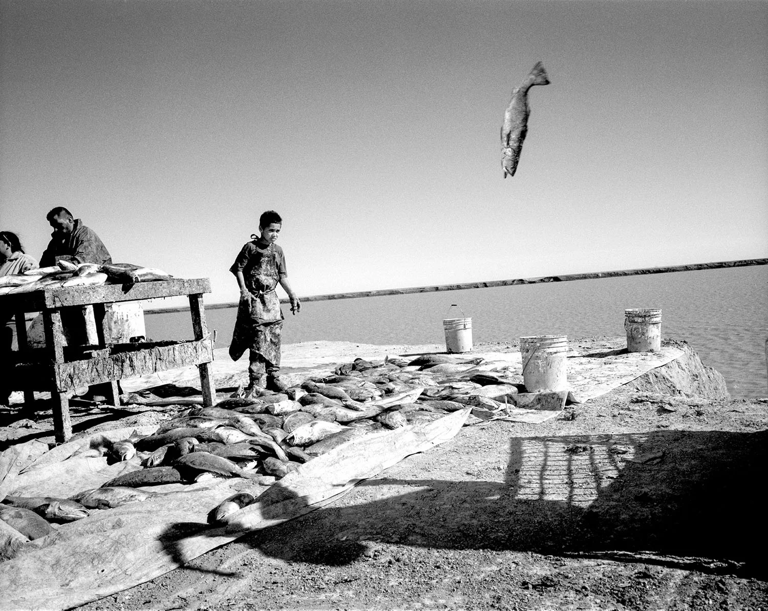 20020324_flying-fish.jpg