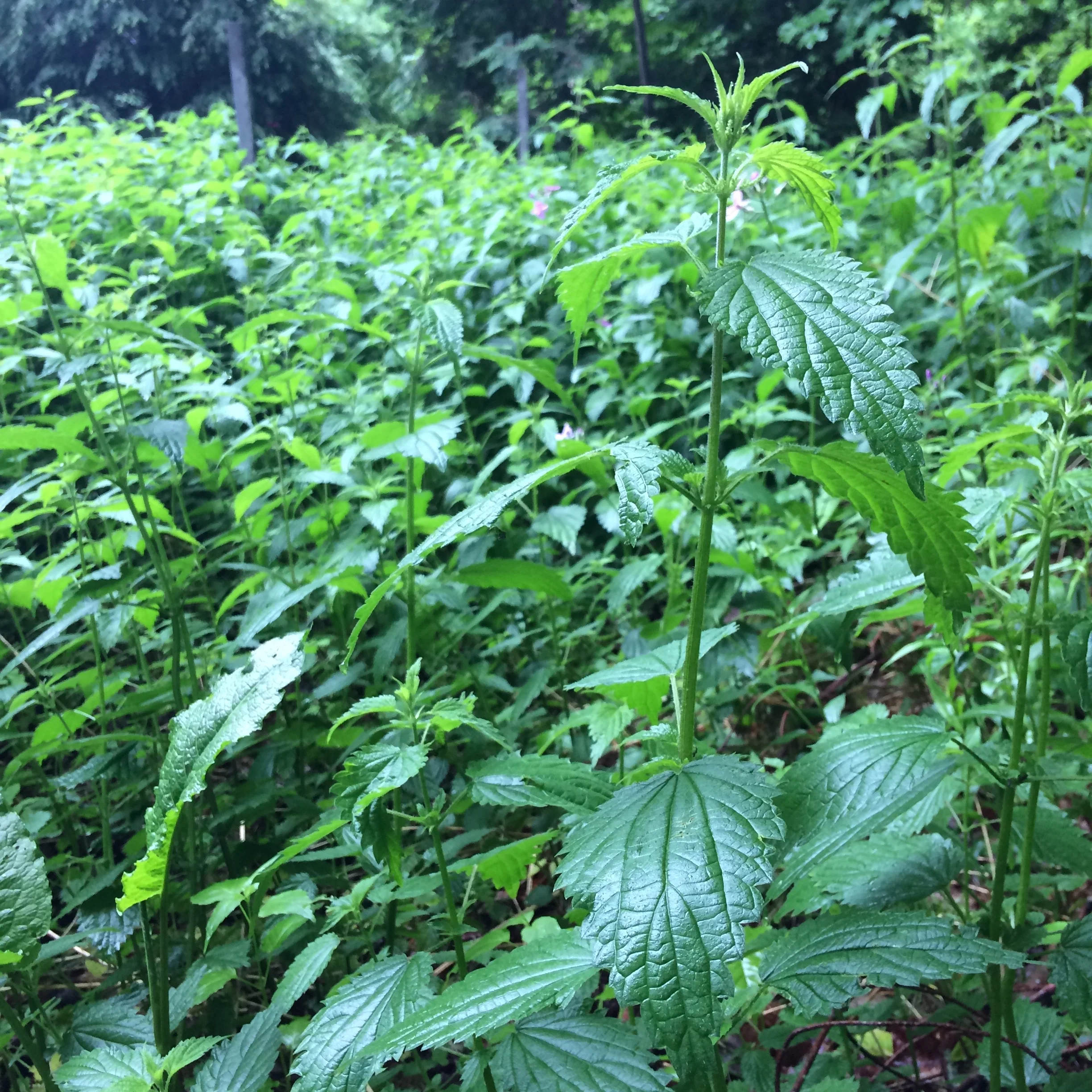 Wild Maine Nettles