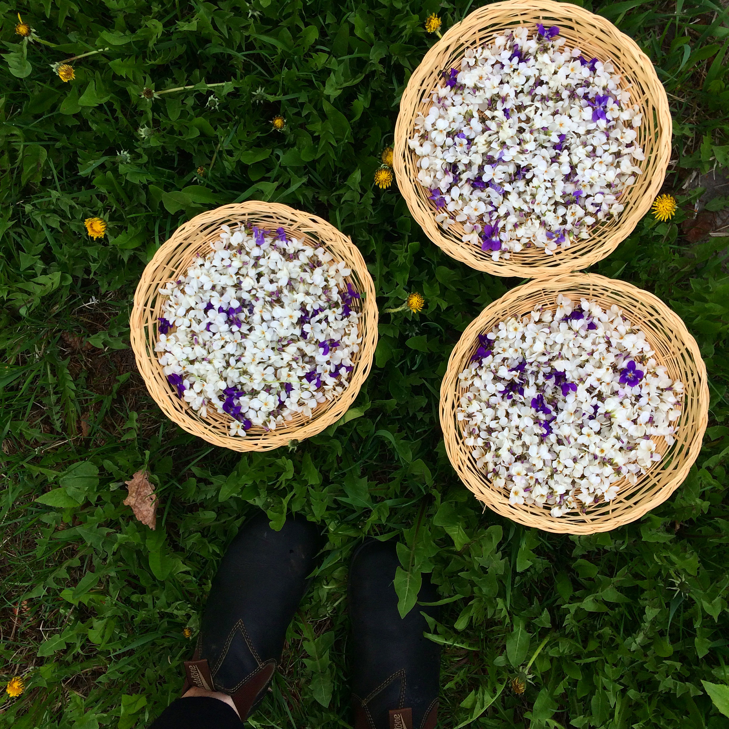 Candied Violets