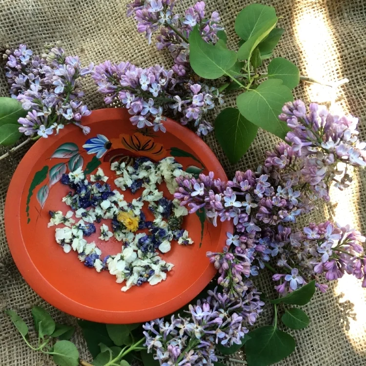 Candied Violets