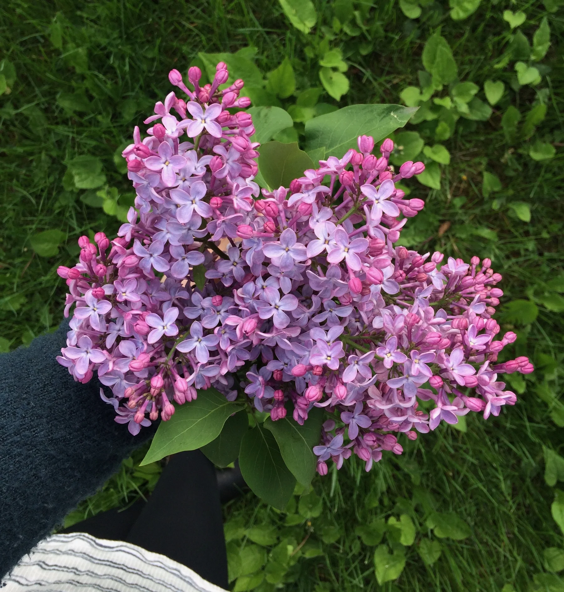 Lilac Syrup