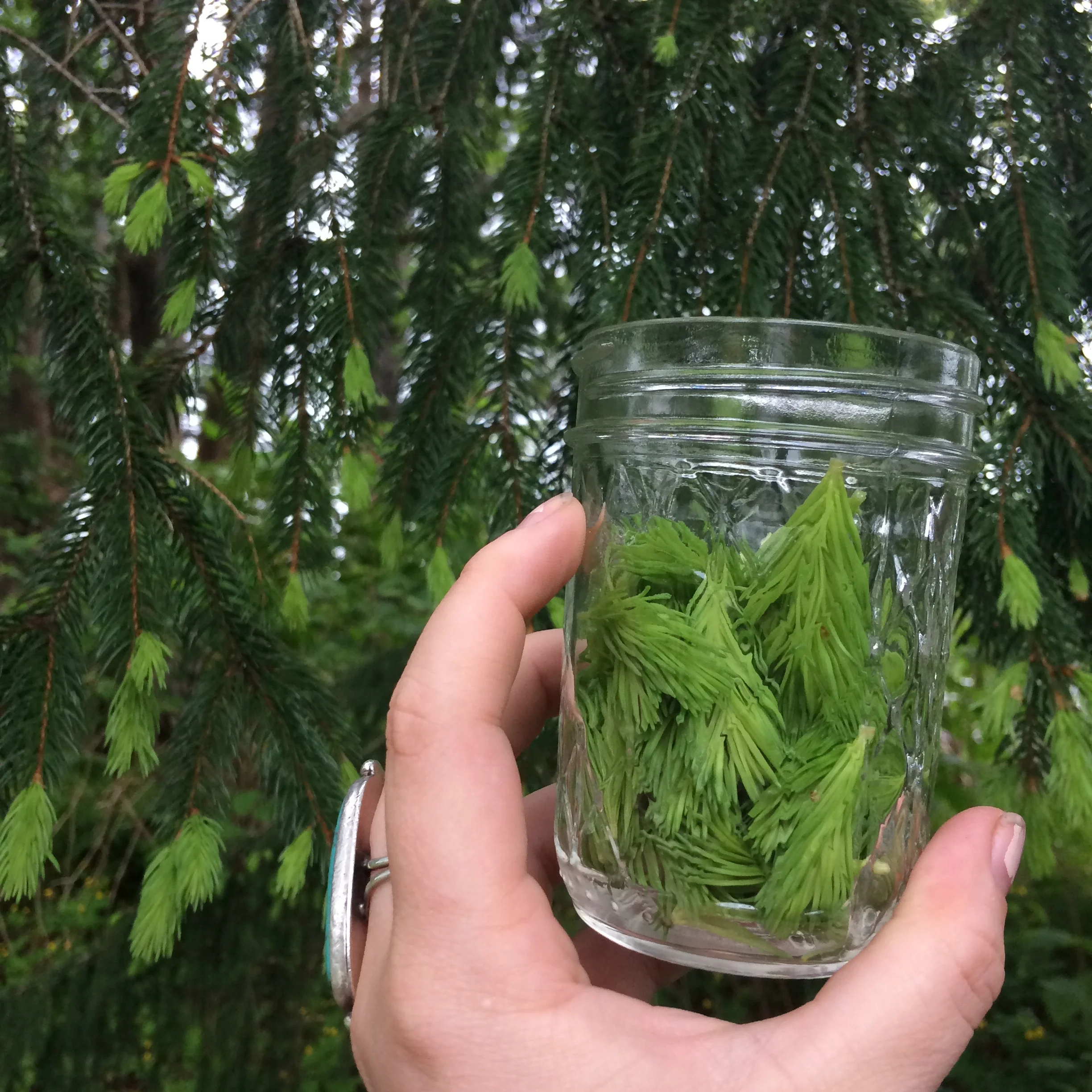 Doug Fir Tip // Spruce Tip Acetum