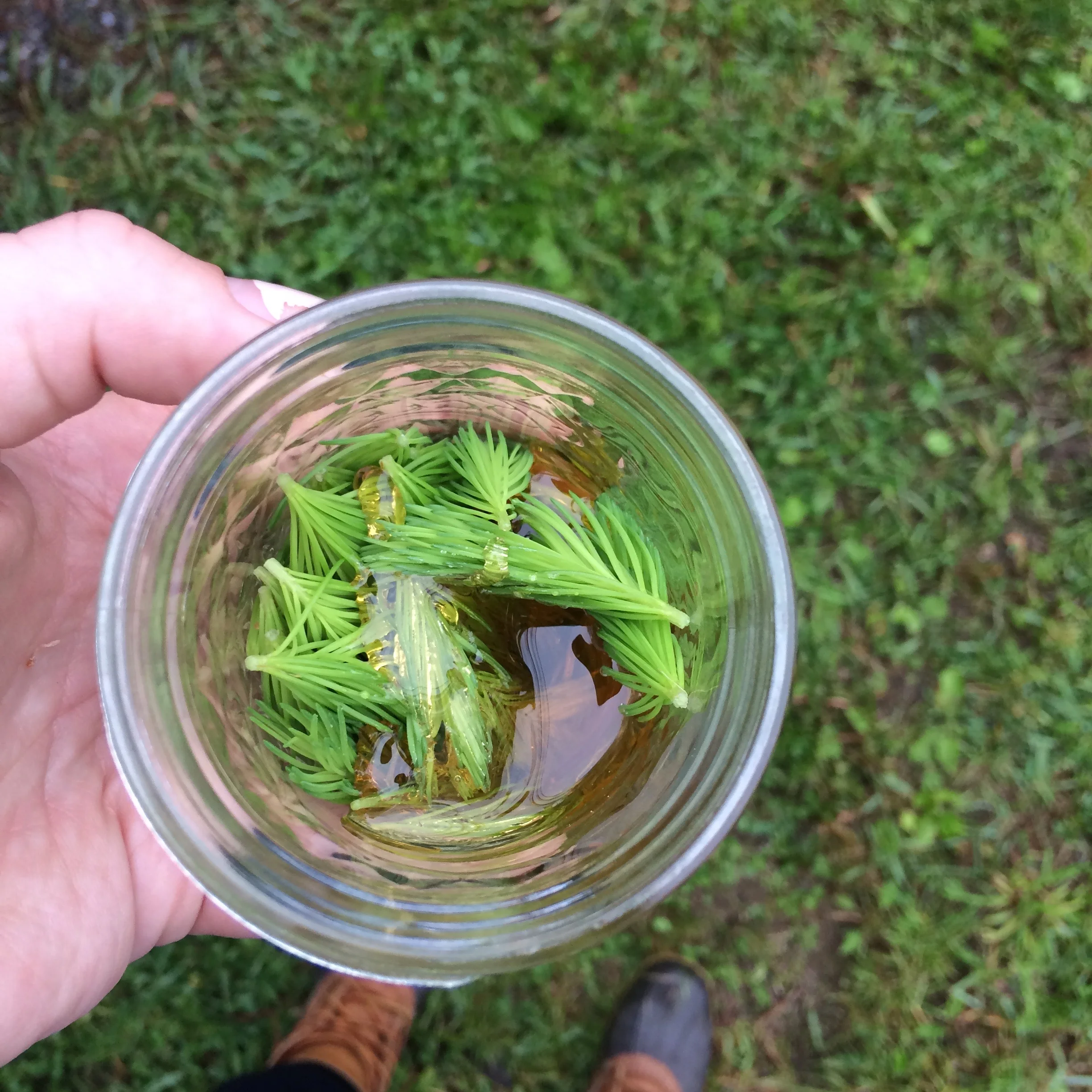 Doug Fir Tip // Spruce Tip Acetum