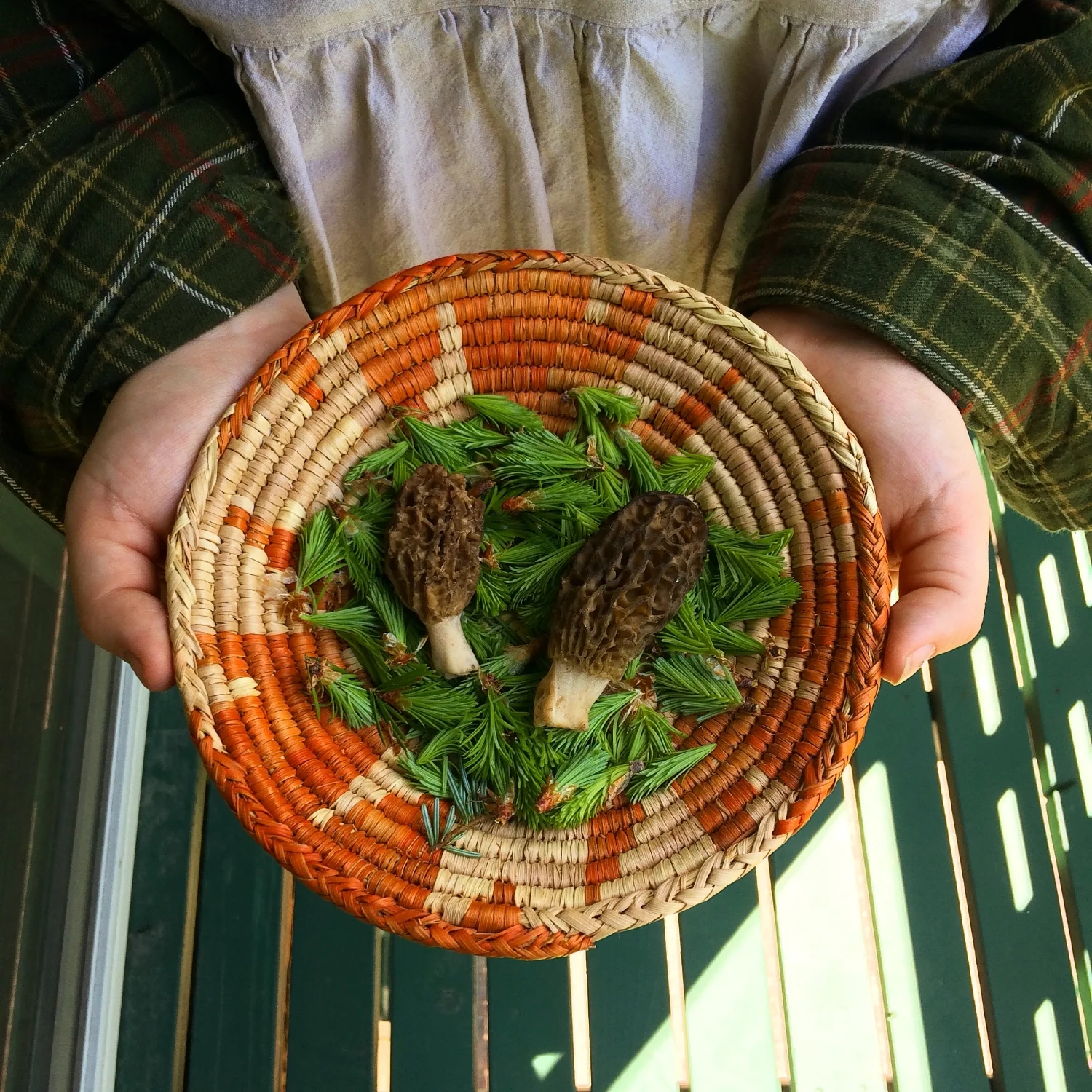 Doug Fir Tip // Spruce Tip Acetum