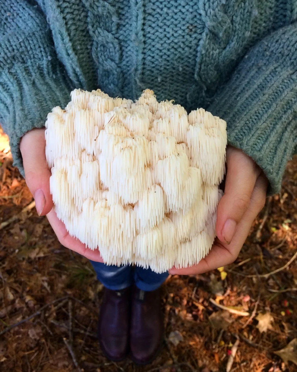 Lions Mane Mushroom and an Autumnal Charcuterie Board