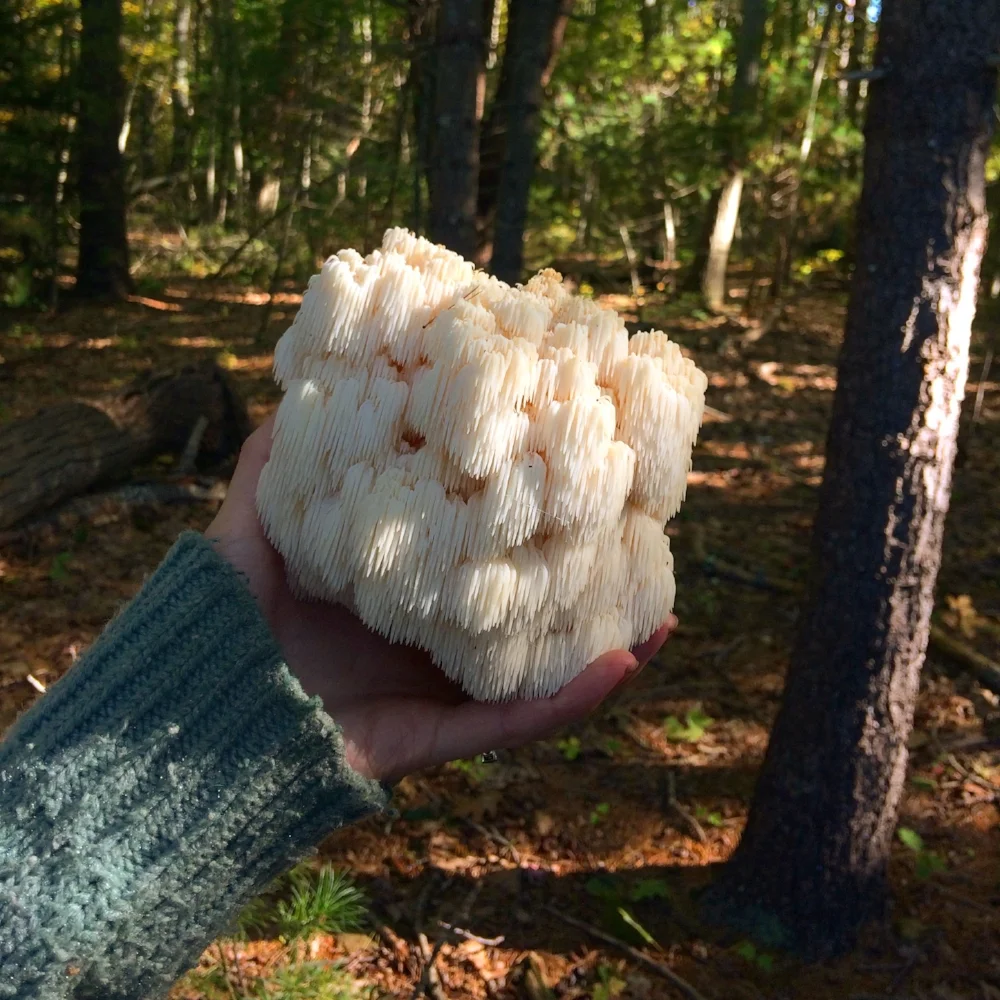 Lion's Mane Mushroom