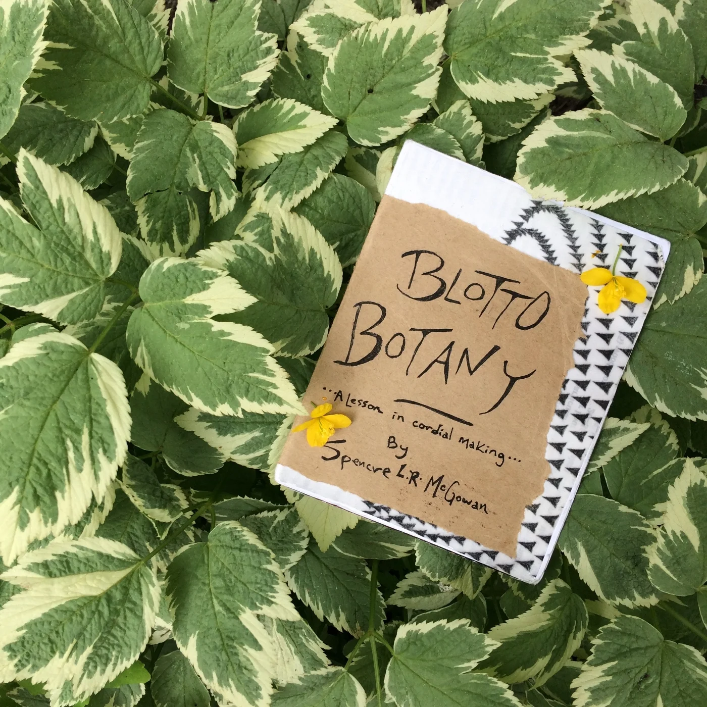 The original Blotto Botany zine