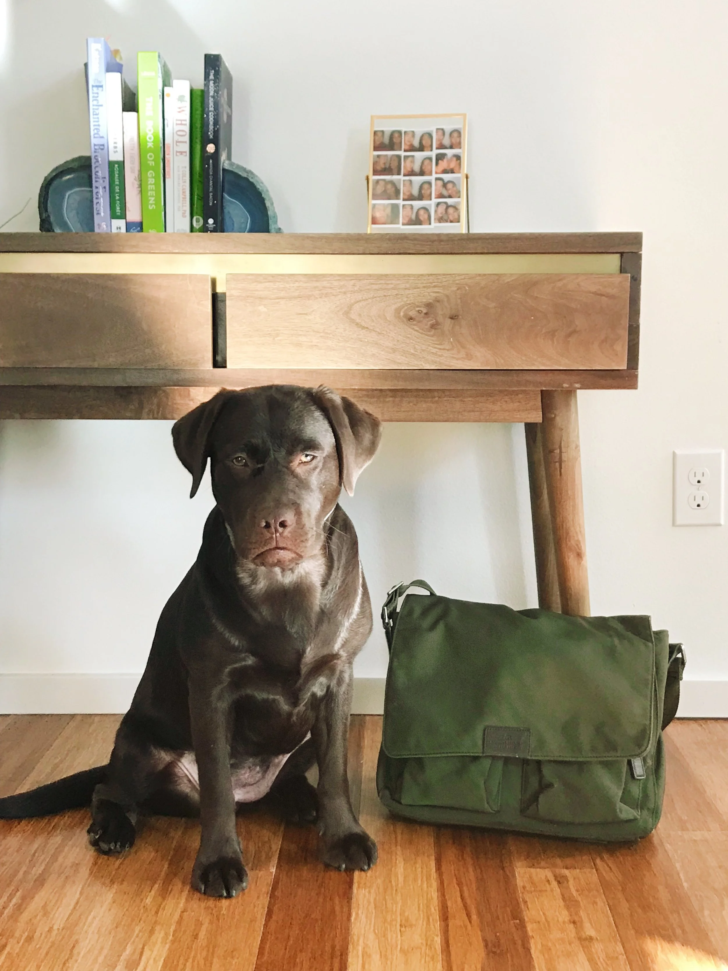 Nadine’s pup, Cora