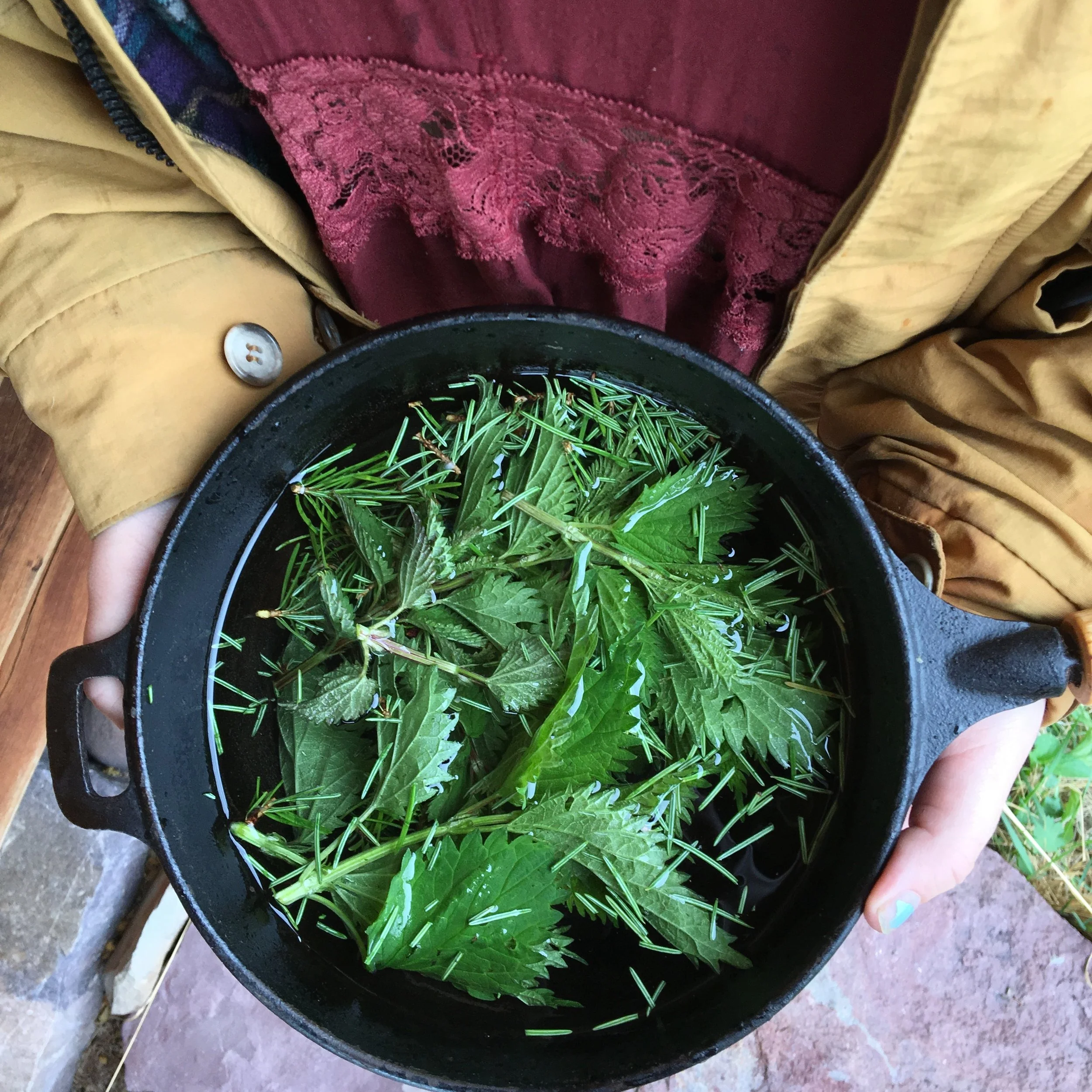 Nettle and Pine Needle Tea
