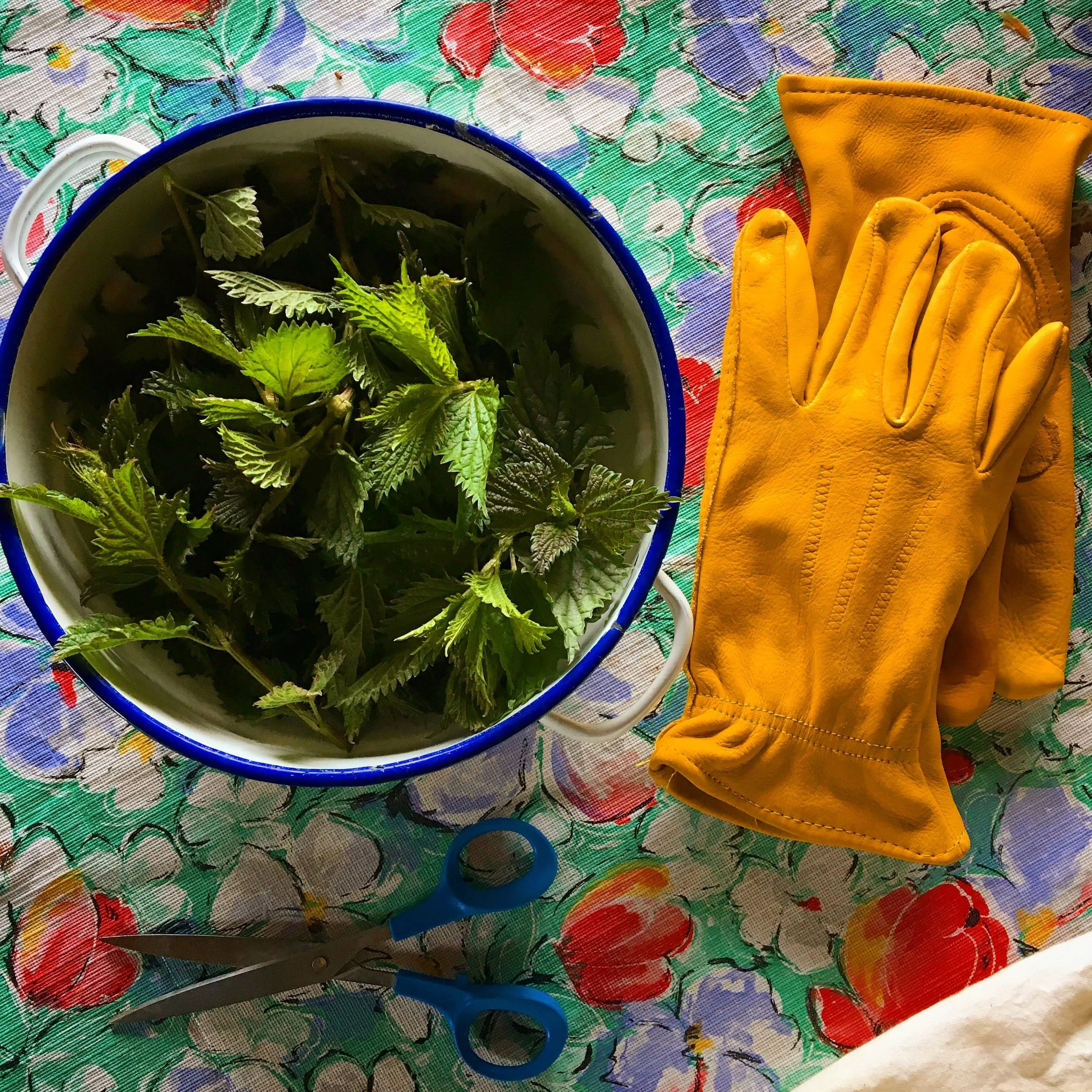 Nettle and Pine Needle Tea