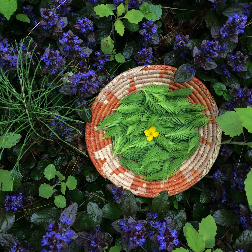 Doug Fir Tip // Spruce Tip Oxymel 