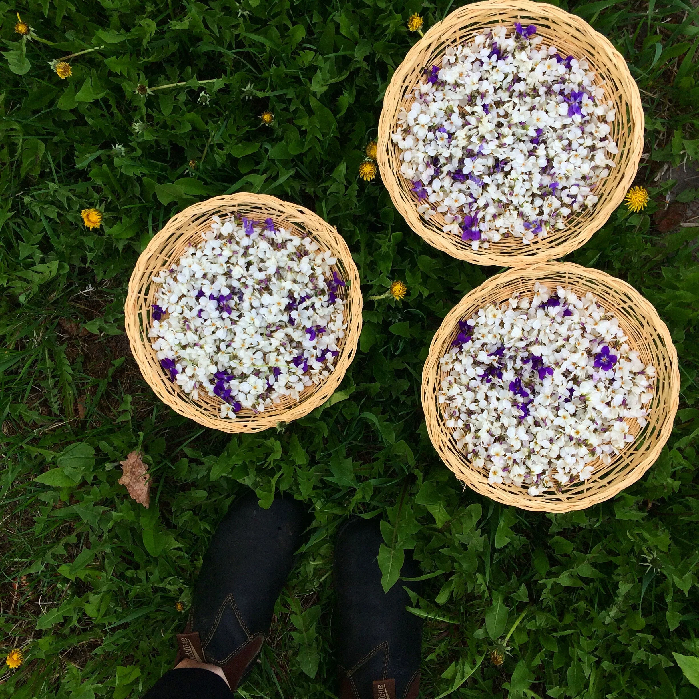 Candied Violets