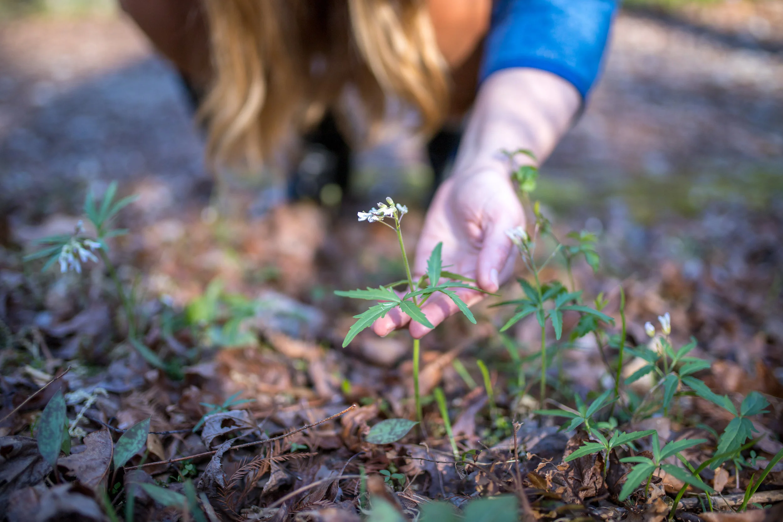 Interview with Lauren Haynes of Wooden Spoon Herbs