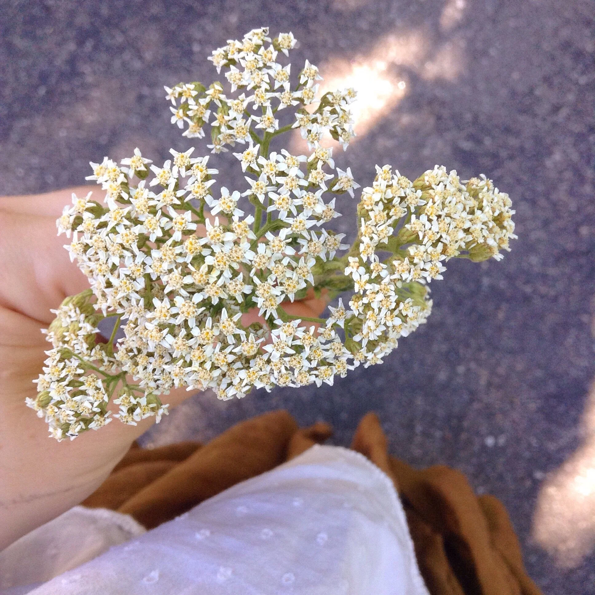 Materia medica :: yarrow :: achillea millefolium