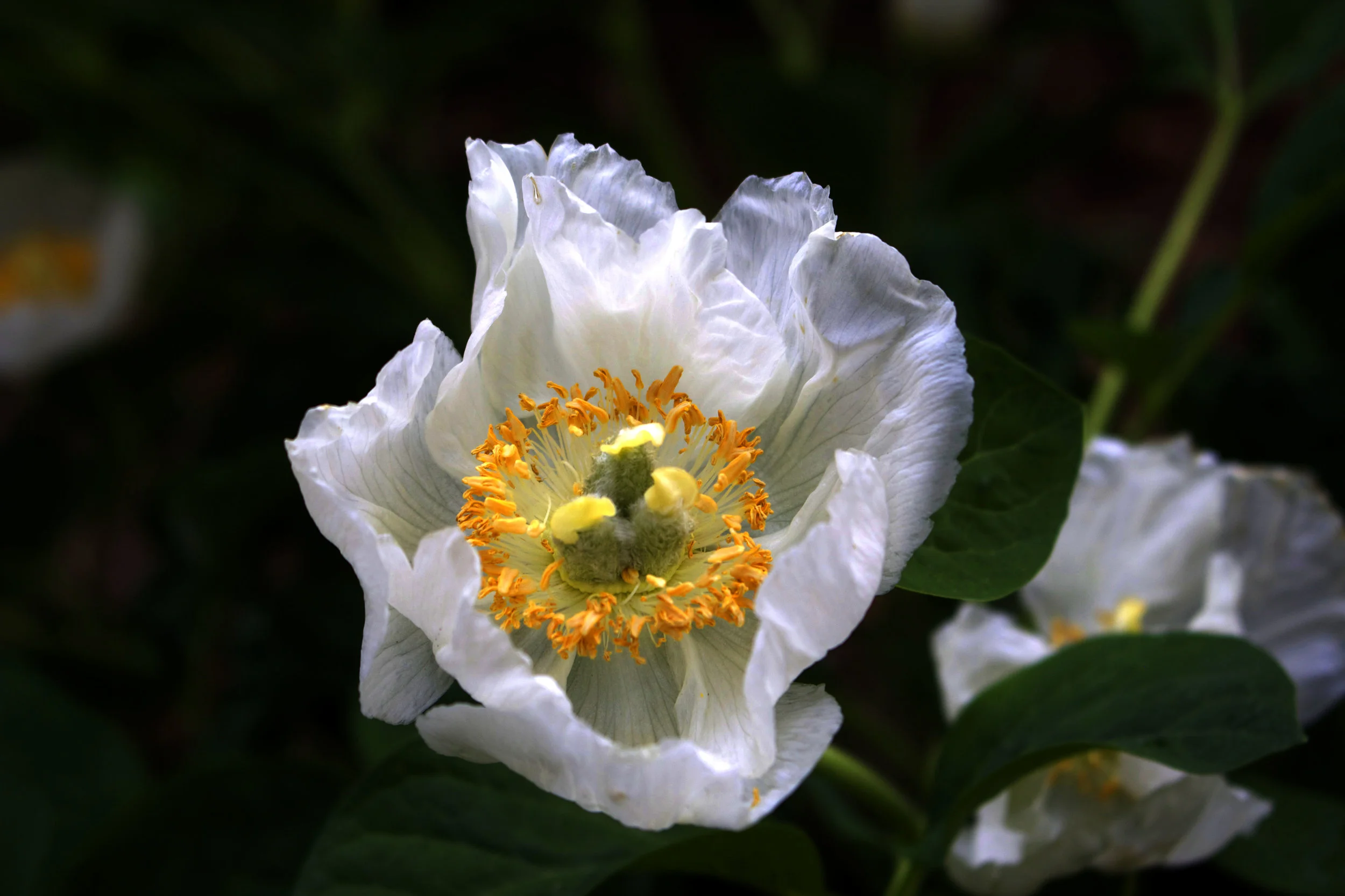 Peony2 copy.jpg