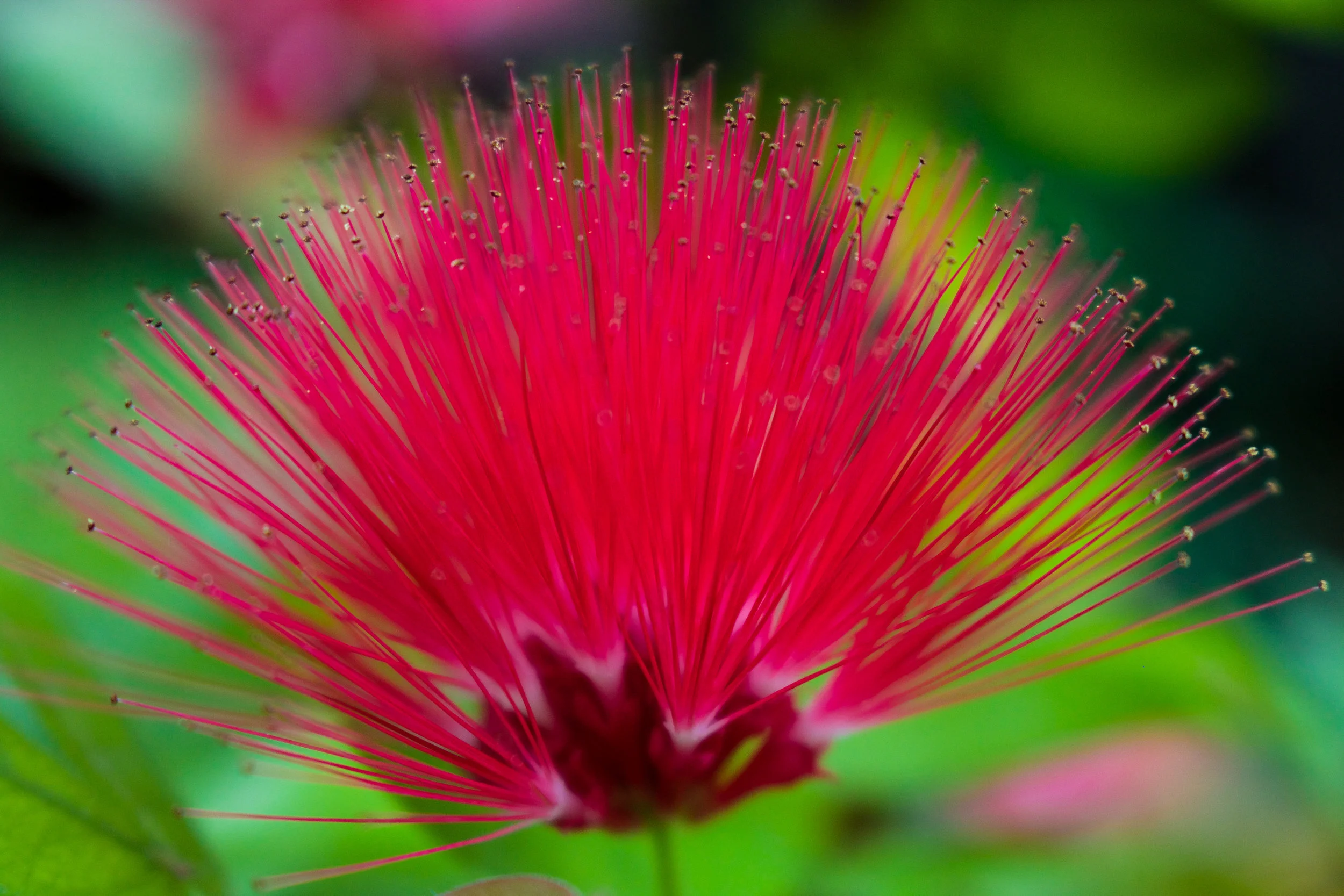 Botanic_Edit-14.jpg