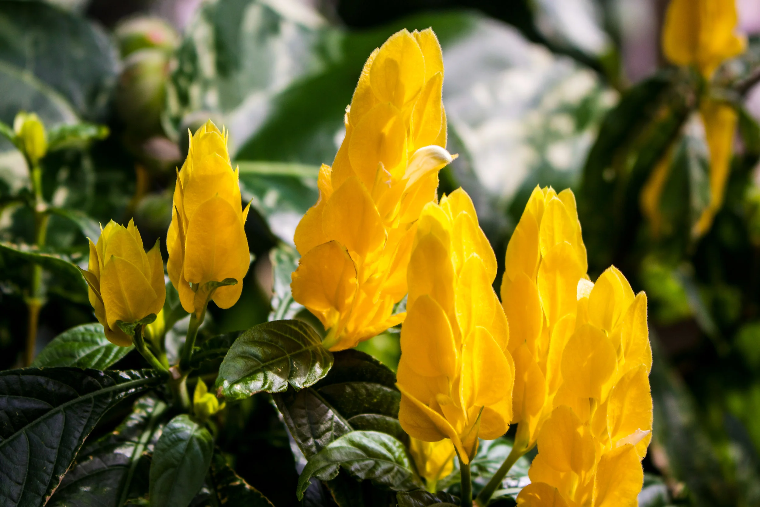 Botanic_Edit-9.jpg