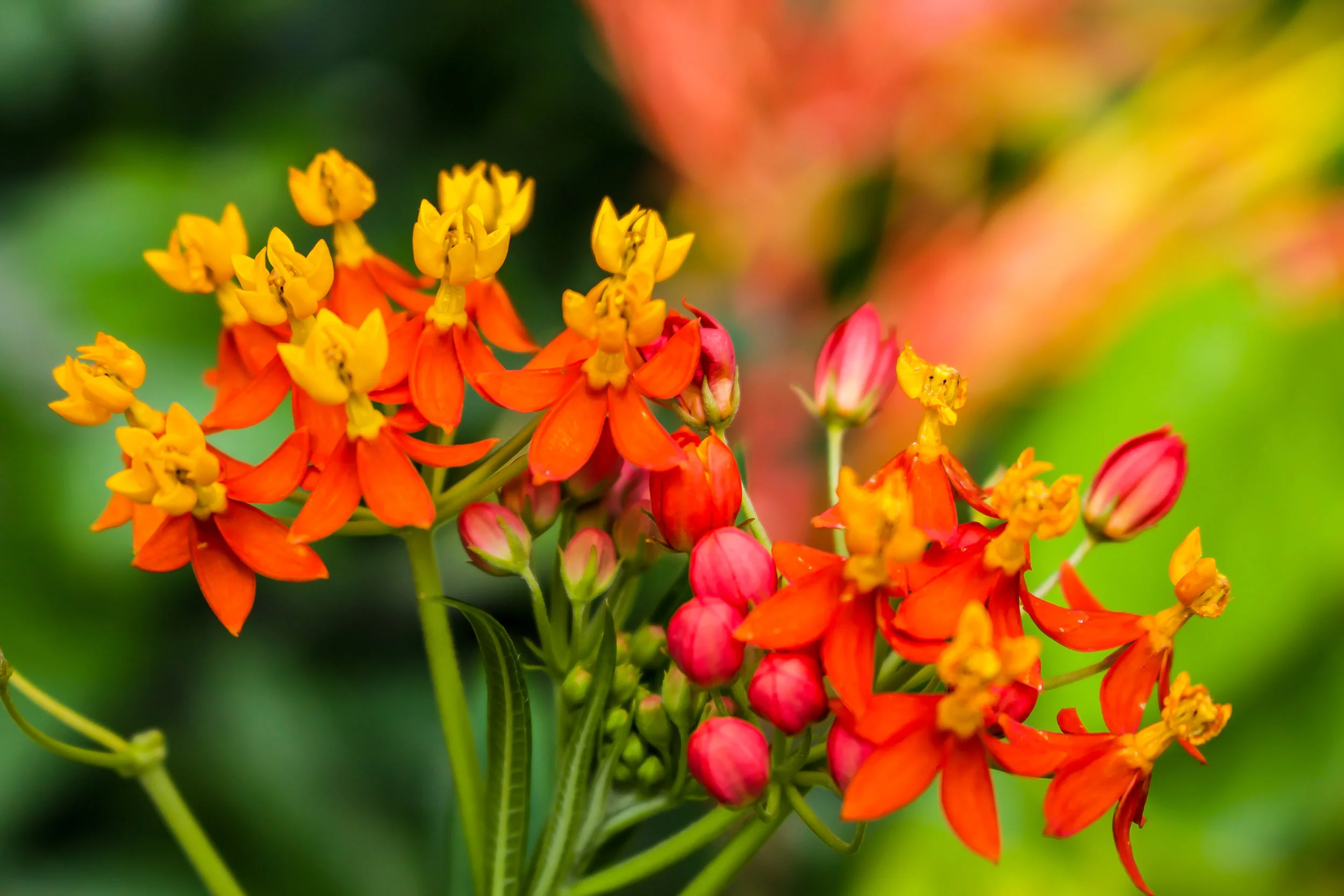 Botanic_Edit-10.jpg